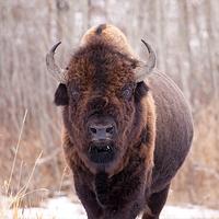 CBHA Bisons (@cbha_bisons) 's Twitter Profile