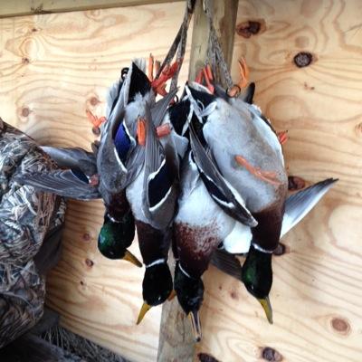 m_zim1's profile picture. 