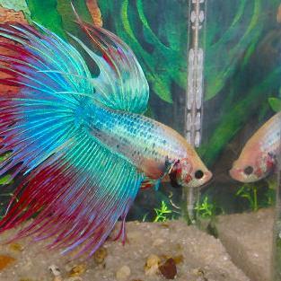 fishcareworld's profile picture. The best #fish care blog. Learn everything about #saltwater, #freshwater fishes, tank care, #exotic #aqua life etc.