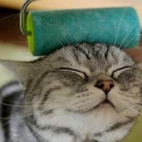 Bluedawn™ (@akindofkain) 's Twitter Profile