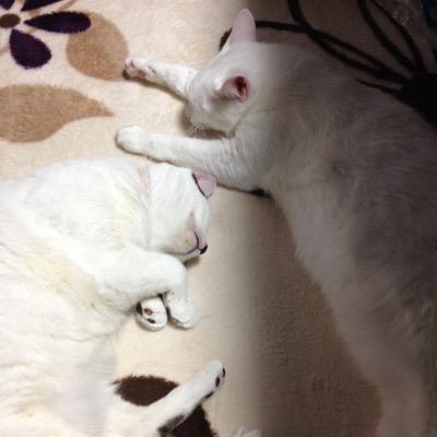 キャンプ大好きおやじ