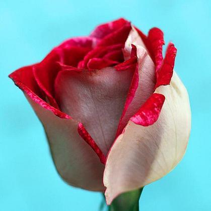 AnaBelleMessing's profile picture. Be helpful. When you see a person without a smile, give them yours – Zig Ziglar