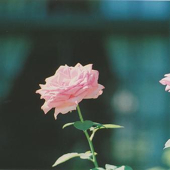 AliciaBraun43's profile picture. To love oneself is the beginning of a lifelong romance – Oscar Wilde