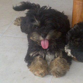 we have everything woof woof, for more enquiries call 0246442442
