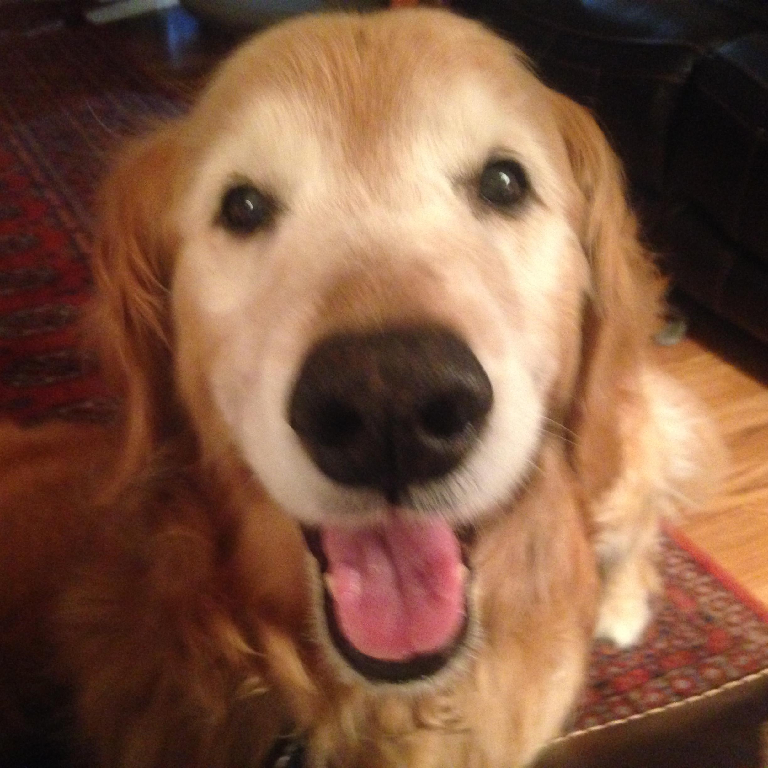 RuBegonia's profile picture. •**•. Searching for some Dog Sense 
& a Good WOOFAW •**•.
 Answers2 FAQ: WOOFaw=CanineGuffaw; GoldenRetriever, & bi♀ch