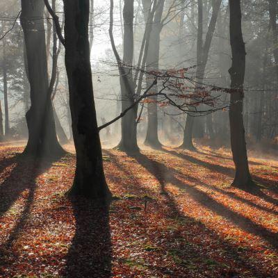 Award-avoiding, matutinal New Forest photographer. Camera user. Ambassador for no-one.