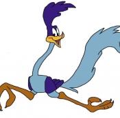 roadrunner, Road Runner, American cartoon character, a speedy, slender, blue and purple bird who continually frustrated the efforts of a coyote Wile E. Coyote