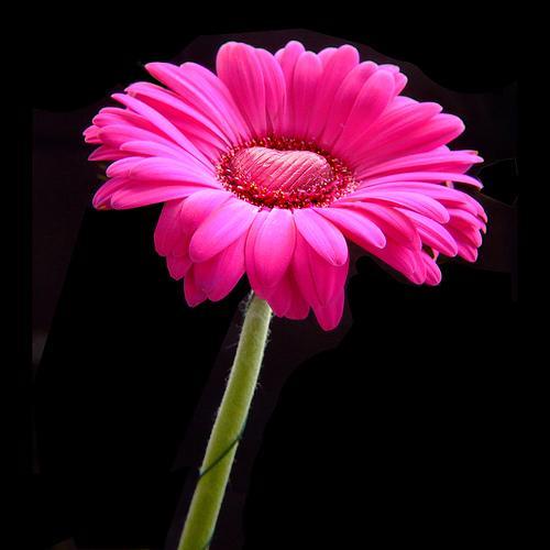 MargoMyLouis's profile picture. Greatness does not approach him who is forever looking down. -Hitopadesa