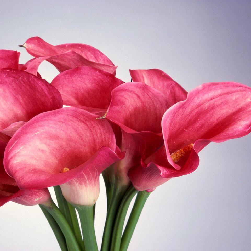 Go for it now. The future is promised to no one.-Wayne Dyer