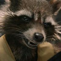 Rocket Raccoon (@donttryandpetme) 's Twitter Profile