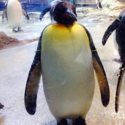 ※雑多な趣味アカウント。 趣味以外も呟きます。RT多い。シングル中心、ライトなfigureskatingファン。選手は皆尊敬(推しはいます)。音楽好き。成人済。漫画は現在ヒロアカ🥦ワンピース💛🏴‍☠️メダリスト🥇忍たま🥚