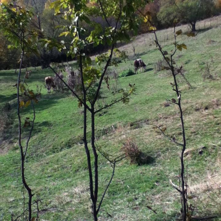 NikollNikoll1's profile picture. 