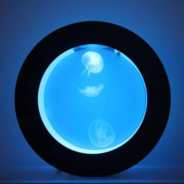 Specialist in UK live jellyfish, supplies and jellyfish aquarium equipment.