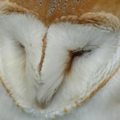 AnnRSPBNBucks's profile picture. Birder, wildlife fan, environmental campaigner. All tweets personal opinion. Also manage https://t.co/zI3QAzPenH… Photo thanks to Janice Robertson
