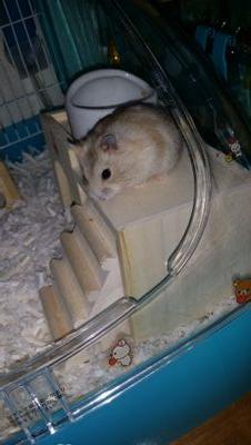 KenshinHamsters's profile picture. 