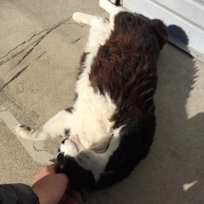 モフモフ狂いのおっさん  しがない社内SE、潰れるまで居座ると面倒なので、とっとと取るモン取って転職する。 
---
志向：モフれる動物・情報技術・自作PC・ゲーム
他HN：Mato・イザニート・Lapi
