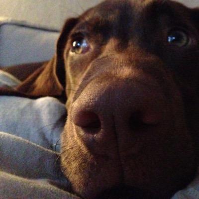 Davesmydog's profile picture. Live in Whitley Bay with husband, our GSP/Vizsla Dave and Buddy our Cypriot rescue dog.