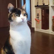 kinya_AHR's profile picture. 