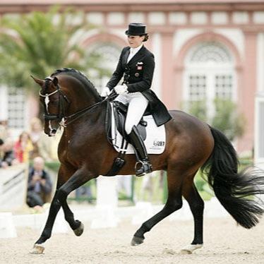 PaardenFeittt's profile picture. Iedere dag álles over paarden! ❤️