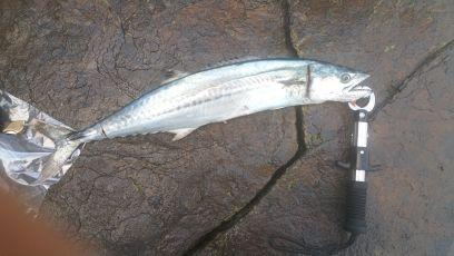 beachsound0227's profile picture. 福井の敦賀から越前を中心にエギングにショアジギングしていますっ。