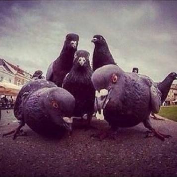 dxelas's profile picture. matriculado en derecho, fan de la cafeteria de la Uni y de sus pintas los jueves. Incondicional de juernes y de la ginebra con limon