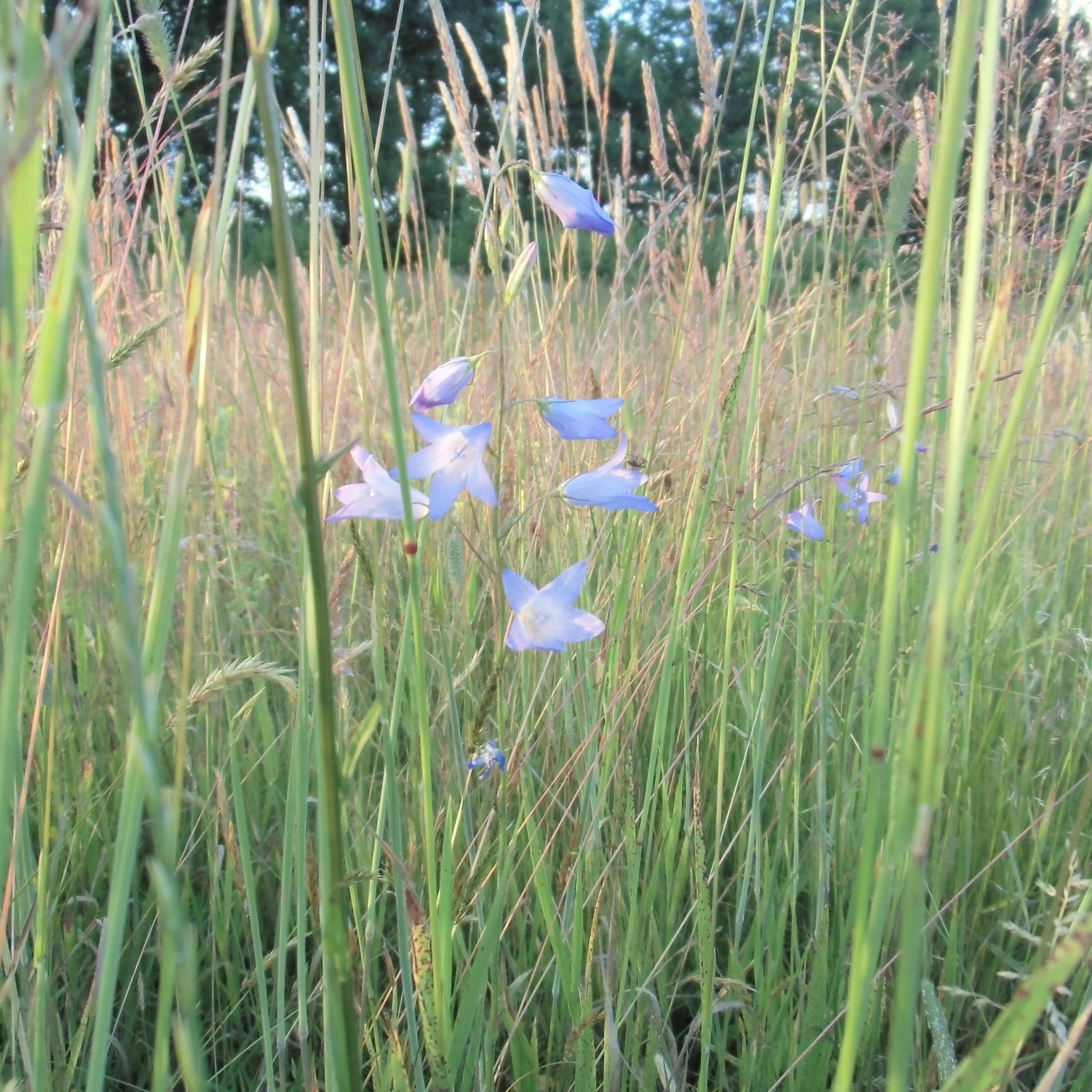 natuurgids, natuurontwikkelaar.
