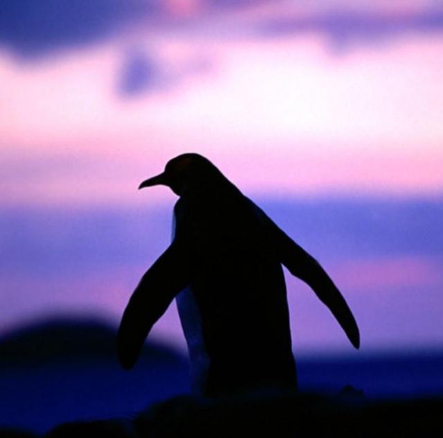 なんて事ないペンギン。 誰にも大切にされないペンギン。ホントは、好きな人に大切にされたいペンギンなんだけどな。