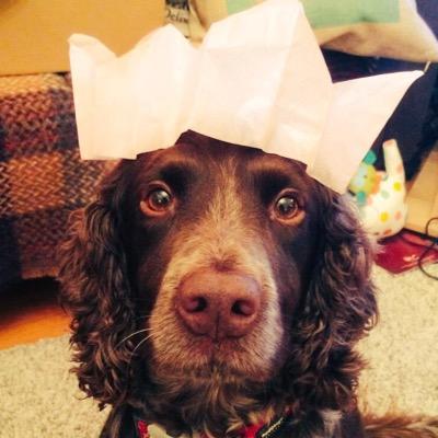 Rescue spaniel, squirrel persecutor, carrot lover, garden demolisher and athlete. Owns @kathrynhamlett and @hamlettcae