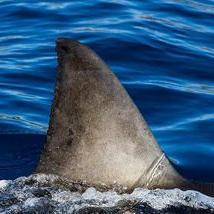 SharkBzh's profile picture. Shark attacks, facts, pictures
#SaveSharks