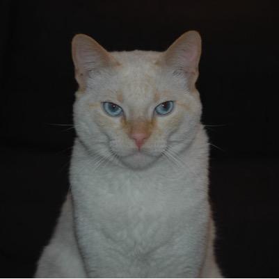 Un gaton vividor, escribo por boca de mi compañero de piso y como topos y pajaros.