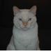 El gato Benito (@benitomjt) Twitter profile photo