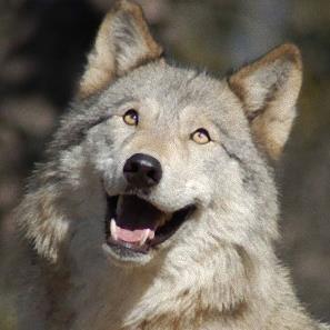 版権ケモをデブ化したり風船化したりするのって萌えるw もっと太膨が流行ればいいのに BBはフル役者で蛇ばかりに乗る困った人です。自分の上に殺助まくのって蝶楽しい!w