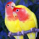 Osama Shtiwi (@197559304aa643e) Twitter