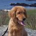 Chuck Billy & Asa (@mainegolden) Twitter profile photo Chuck Billy & Asa (@mainegolden) Twitter profile photo