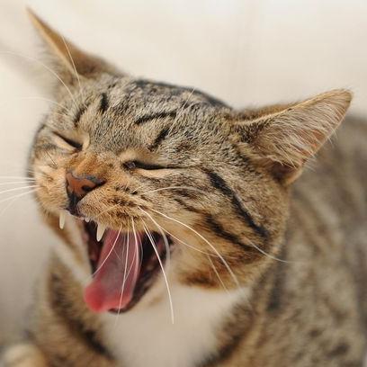 sodahud's profile picture. =^..^=