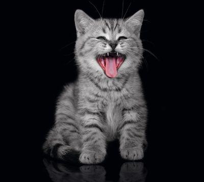 CX360Trunks's profile picture. recruiter/COD Advanced Warfare XB1 MESSAGE XBL TAG HVAxCX360Trunks for Clan entries