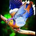 Laura Pedone - @pedone78 - Twitter