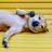 SKIPPYDOGE's profile image