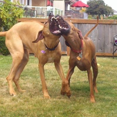 koozasmom's profile picture. 