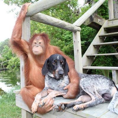 Experience the cuteness of animals taking care of other animals.