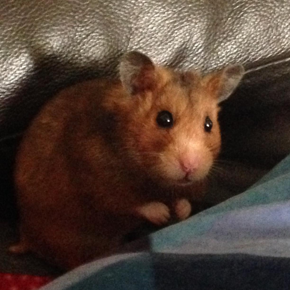 CharlotBear's profile picture. 