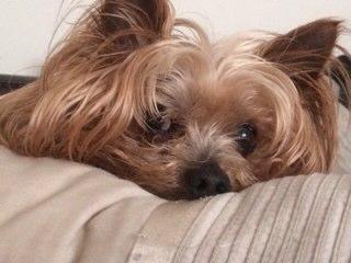 whiskeytoddles's profile picture. 15 year old Yorkshire Terrier, love treats, walkies, and human family.
