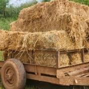 El carro de heno