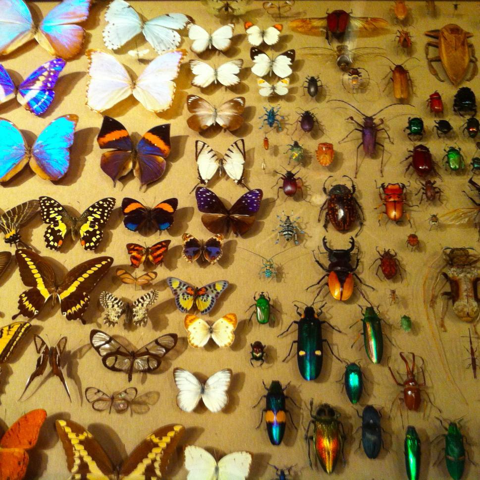 entomomania's profile picture. 