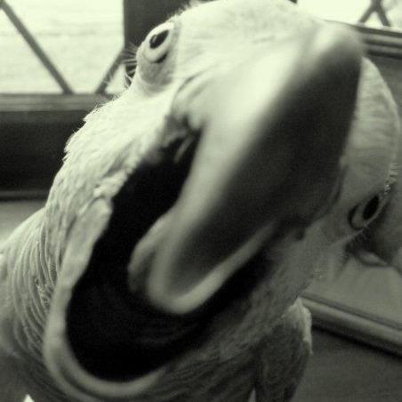 I'm an African Grey Parrot, hatched in 2008, I rule the roost, I may have a look of sweetness and innocence but don't let looks deceive! Cared for by @TeriAC66