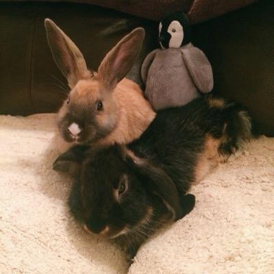 💖 My bunnies stole my heart 💖 Mum to the most beautiful indoor bunnies Bambi and 🌈Thumper🌈!