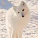 Chesna Hope Haynes - @Arctic_Hope - Twitter