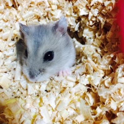 お絵かき大好き17歳。ちょっと汚いえもあるかも。←
お菓子作るのも好き。
みなさんよろしく どんどんフォローしてね(｡-∀-)

なかよくしまそそそ(*ฅ́˘ฅ̀*)