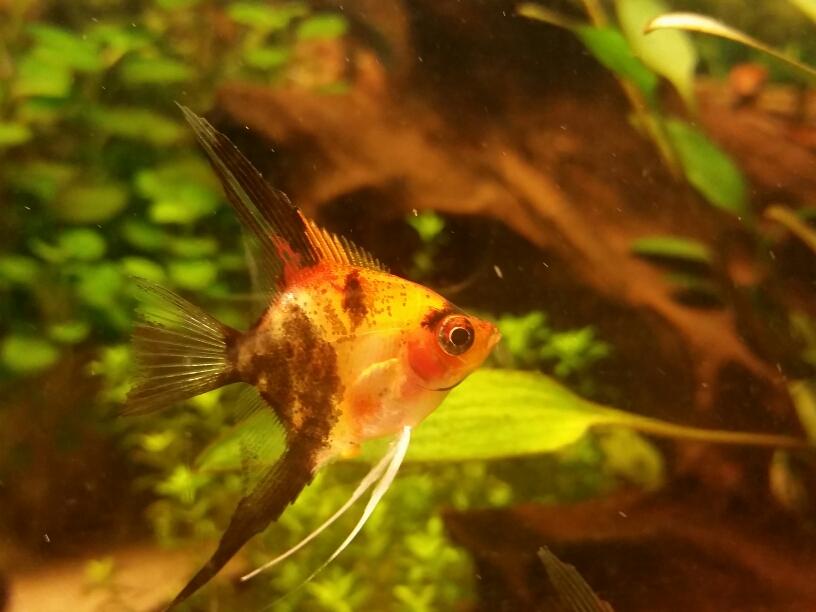 banditphut's profile picture. 