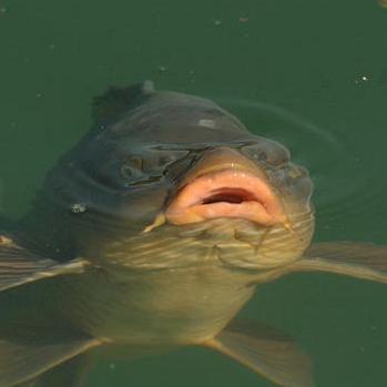 carprepository's profile picture. Carp fish just wants to be friends.
